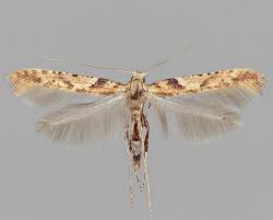 Attēlu rezultāti vaicājumam “Caloptilia hemidactylella”