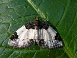 Attēlu rezultāti vaicājumam “Mesoleuca albicillata”