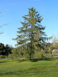 Attēlu rezultāti vaicājumam “Larix decidua var. polonica”