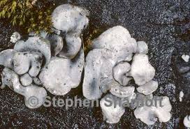 Attēlu rezultāti vaicājumam “Dermatocarpon miniatum”