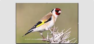 Attēlu rezultāti vaicājumam “Carduelis carduelis”