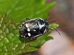 Attēlu rezultāti vaicājumam “Eurydema oleracea imago”