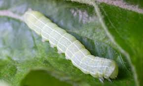 Attēlu rezultāti vaicājumam “Orthosia sp. larva”