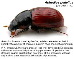 Attēlu rezultāti vaicājumam “Aphodius subterraneus”