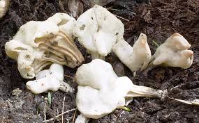 Attēlu rezultāti vaicājumam “Helvella crispa”