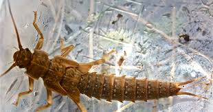 Attēlu rezultāti vaicājumam “Petractis sp.”