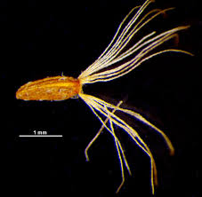 Attēlu rezultāti vaicājumam “Solidago canadensis fruit”