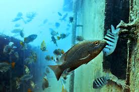 Image result for Lutjanus alexandrei