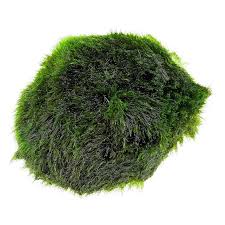 Imagini pentru Cladophora aegagropila