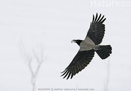 Attēlu rezultāti vaicājumam “Corvus cornix”