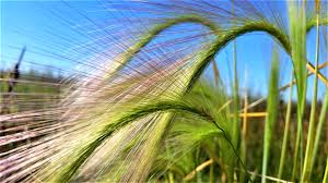 Attēlu rezultāti vaicājumam “Elymus caninus fruit”