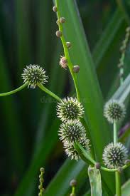 Attēlu rezultāti vaicājumam “Sparganium erectum aggr. flower”