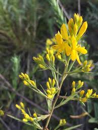 Image result for Genista tinctoria