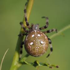 Attēlu rezultāti vaicājumam “Araneus quadratus female”