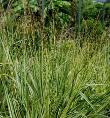Attēlu rezultāti vaicājumam “Molinia caerulea”