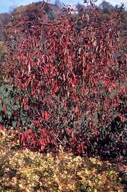 Attēlu rezultāti vaicājumam “Euonymus europaeus”