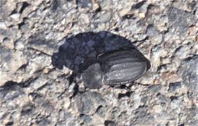 Attēlu rezultāti vaicājumam “Silpha obscura”