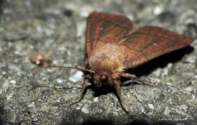 Attēlu rezultāti vaicājumam “Mythimna turca”