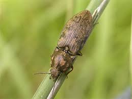 Attēlu rezultāti vaicājumam “Prosternon tessellatum”