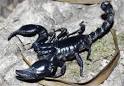 Malaysian Forest Scorpion, Heterometrus spinifer Giant Forest Scorpion