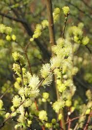Attēlu rezultāti vaicājumam “Salix repens subsp. rosmarinifolia flower”