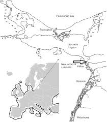 Image result for Liza ramada