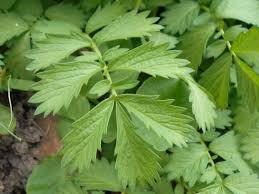 Attēlu rezultāti vaicājumam “Agrimonia pilosa leaf”