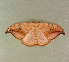 Attēlu rezultāti vaicājumam “Drepana falcataria”