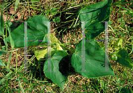 Attēlu rezultāti vaicājumam “Tilia x vulgaris”