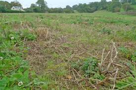 Attēlu rezultāti vaicājumam “Phaeoceros laevis subsp. carolinianus”