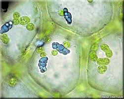 Attēlu rezultāti vaicājumam “Calypogeia azurea macro”