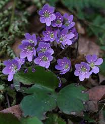 Attēlu rezultāti vaicājumam “Hepatica nobilis fruit”