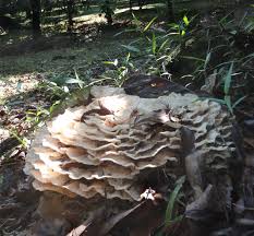 Attēlu rezultāti vaicājumam “Bondarzewia mesenterica”