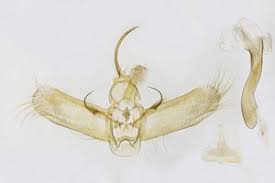 Attēlu rezultāti vaicājumam “Cosmorhoe ocellata”