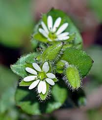 Attēlu rezultāti vaicājumam “Stellaria media flower”