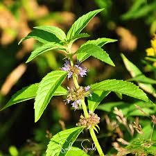 Attēlu rezultāti vaicājumam “Mentha arvensis leaf”