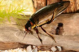 Attēlu rezultāti vaicājumam “Colymbetes paykulli”