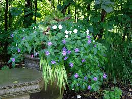 Image result for Browallia speciosa