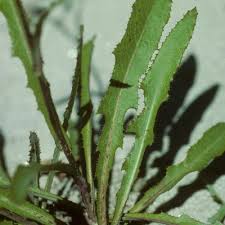 Attēlu rezultāti vaicājumam “Sonchus arvensis subsp. uliginosus fruit”