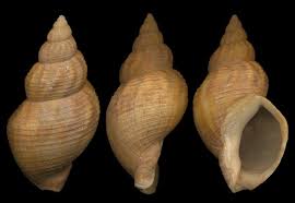 Image result for Buccinum undatum