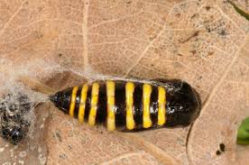 Attēlu rezultāti vaicājumam “Abraxas grossulariata larva”