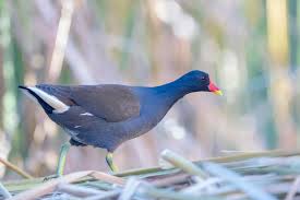 Attēlu rezultāti vaicājumam “Gallinula chloropus”