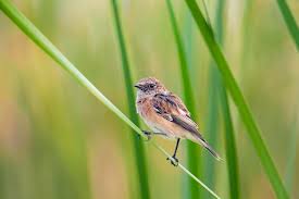 Attēlu rezultāti vaicājumam “Saxicola rubetra juvenile”