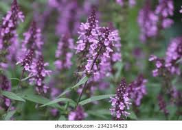 Attēlu rezultāti vaicājumam “Stachys palustris flower”