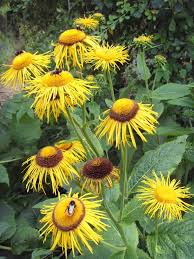 Image result for Inula helenium
