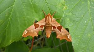 Attēlu rezultāti vaicājumam “Mimas tiliae”