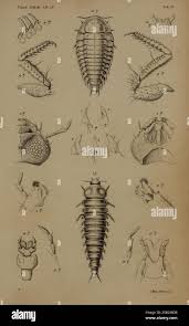 Attēlu rezultāti vaicājumam “Silpha obscura larva”