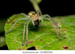 Attēlu rezultāti vaicājumam “Pisauridae”