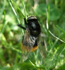Attēlu rezultāti vaicājumam “Volucella bombylans”