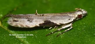 Attēlu rezultāti vaicājumam “Hypatima rhomboidella”